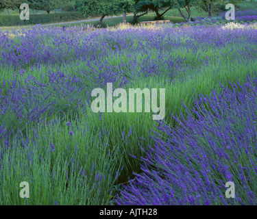 WA Vashon Island lignes incurvées de lavande Lavendula vera dans un champ cultivé Banque D'Images