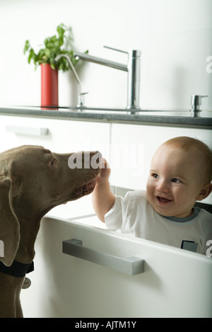 Dans Tiroir bébé sourire comme chien renifle la main de bébé Banque D'Images