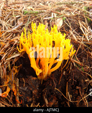 Staghorn Calocera viscosa jaune champignons poussant parmi les aiguilles de pin tombées sur un plancher de bois Banque D'Images