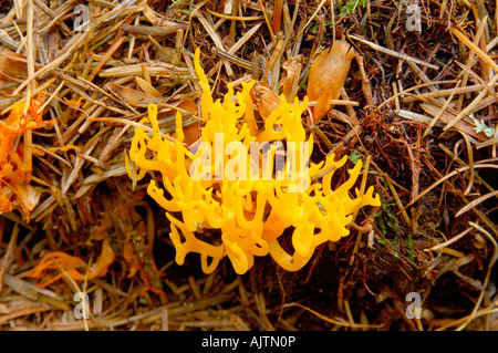 Staghorn Calocera viscosa jaune champignons poussant parmi les aiguilles de pin tombées sur un plancher de bois Banque D'Images