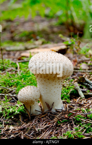 2 Common Puffball Lycoperdon perlatum champignons croissant ensemble entre les aiguilles de pins sur un plancher de bois Banque D'Images