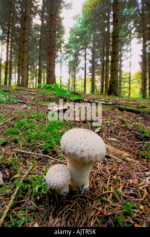 2 Common Puffball Lycoperdon perlatum champignons croissant ensemble entre les aiguilles de pins sur un plancher de bois Banque D'Images