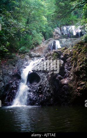 L'Argyll Falls Tobago Rainforest Banque D'Images