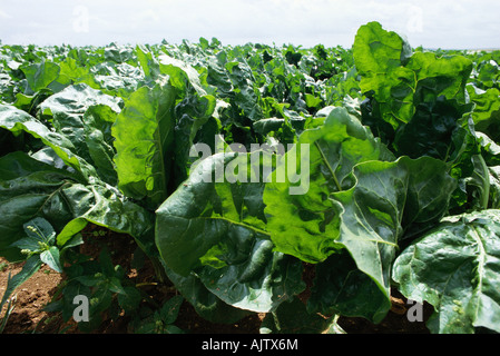 Chard growing in field Banque D'Images