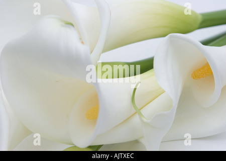 Zantedeschia aethiopica   Lily d'arum blanc, fleurs colorées, feuilles et pétales; gros plan du bouquet de mariage des épouses. Banque D'Images