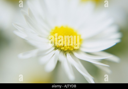 Gros plan d'une fleur simple chef de la pâquerette Bellis perennis ou avec d'autres derrière les pâquerettes Banque D'Images