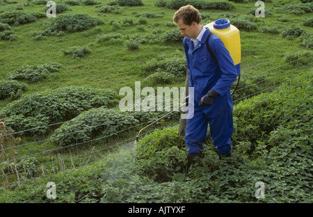 L'application de désherbant à partir d'un pulvérisateur à dos pour mauvaises herbes agricoles sur une ligne de clôture Banque D'Images