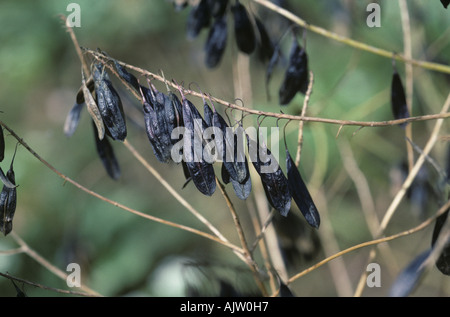 Gousses noirs mûrs sur pastel Isatis tinctoria plante colorant Banque D'Images