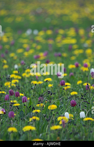 Wild Flower meadow [Couleur], 'Snakes Head' Fritillaries et pissenlits jaunes, 'North Meadow', Cricklade, England, UK Banque D'Images