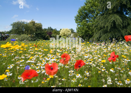 Un tableau de fleurs de jardin à jardin bio, Ryton, warwickshire Banque D'Images
