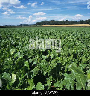 Bonne récolte de betteraves à sucre à maturité sur une belle journée d'été Somerset Banque D'Images