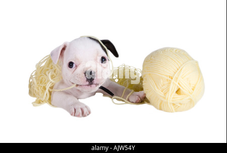 Bouledogue français chiot jouant dans un enchevêtrement de fils jaune Banque D'Images