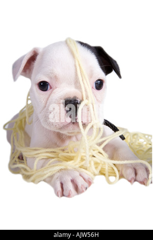 Bouledogue français chiot jouant dans un enchevêtrement de fils jaune Banque D'Images