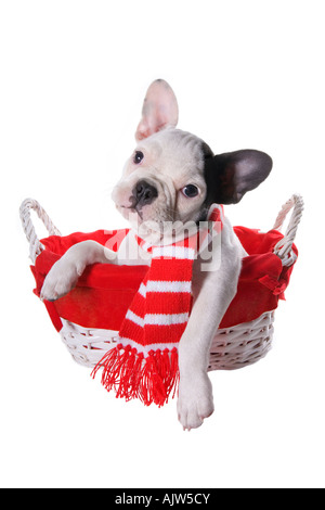 Noir et blanc mignon chiot bouledogue français en rouge et blanc panier wearing scarf isolated on white Banque D'Images