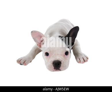 Bouledogue français chiot isolé sur fond blanc Banque D'Images