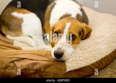 Chien Beagle couché sur lit de chien Banque D'Images