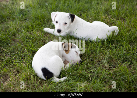 Deux Jack Russel terrier l'un l'autre sommeil éveillé Banque D'Images