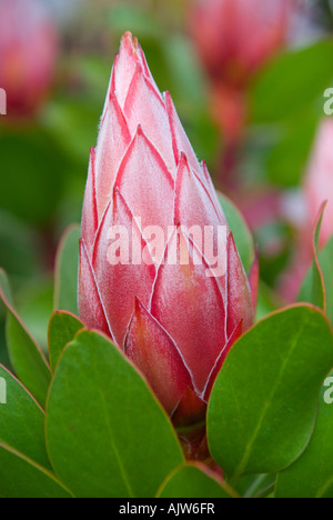 Une variété de fleurs protea Petit Prince Banque D'Images