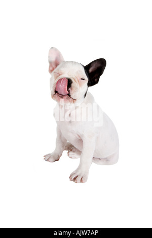 Bouledogue français chiot léchant bouche isolé sur fond blanc Banque D'Images