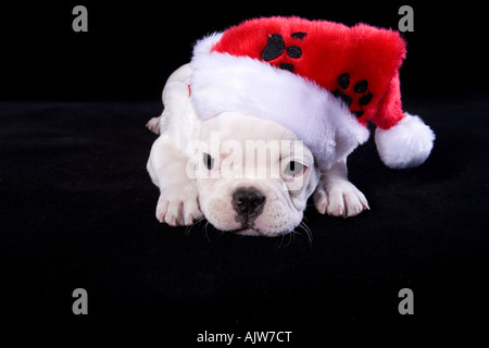Chiot bouledogue français blanc wearing Christmas hat sur fond noir Banque D'Images