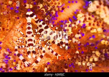 Paire de crevettes Periclimenes colemani Coleman sur un feu Asthenosoma varium oursin Basura dive site Anilao Batangas Philippines Pa Banque D'Images