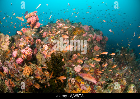 Les écoles d'Anthias Pseudanthias sp et autres poissons tropicaux sur un récif sain Anilao Batangas Luzon Philippines Océan Pacifique Banque D'Images