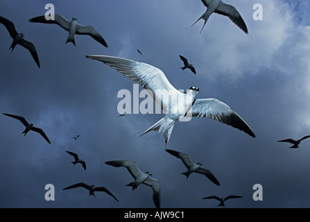 Les sternes fuligineuses (Sterna fuscata) EN VOL L'île de l'ascension de l'OCÉAN ATLANTIQUE DU SUD Banque D'Images