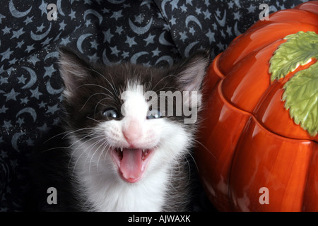 Scary chaton noir et blanc à l'Halloween avec une citrouille en céramique Banque D'Images