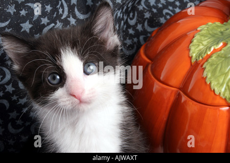 Chaton noir et blanc à l'Halloween avec une décoration de citrouille en céramique Banque D'Images