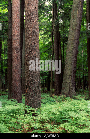 Les vieux peuplements de pin blanc et forêt de pins rouges, Hartwick Pines State Forest, au Michigan Banque D'Images