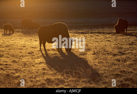 Troupeau de bisons broutants américain avec Golden Sun en fin d'après-midi, National Bison Range, Montana Banque D'Images
