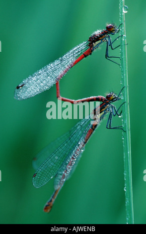 Grande Demoiselle rouge Banque D'Images