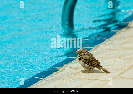 Close up horizontale d'une femelle adulte [Moineau domestique Passer domesticus] ayant une baignoire rapide de la piscine. Banque D'Images