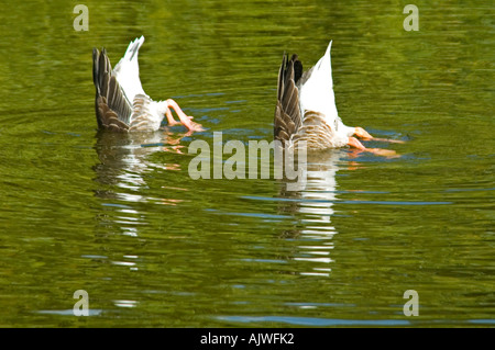 Horizontal humoristique close up de deux oies cendrées Anser anser] [avec leurs fesses en l'air sous l'eau d'alimentation dans le soleil. Banque D'Images