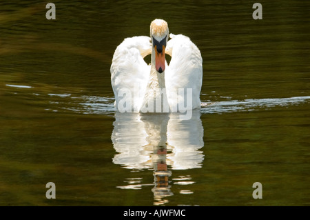 Close up horizontale d'un élégant mute swan (Cygnus olor) reflète dans l'eau. Banque D'Images