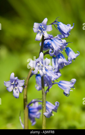 Close up vertical de jolies jacinthes commun délicate (Hyacinthoides non-scripta) dans le soleil du printemps. Banque D'Images