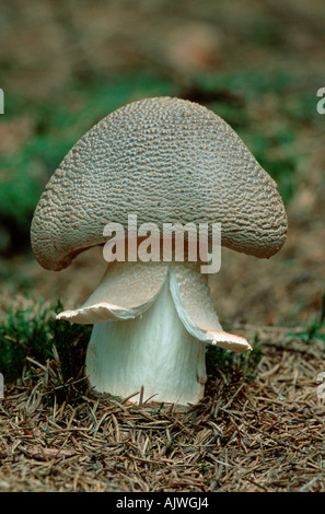 Le fard à joues Banque D'Images