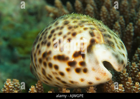 Cowrie tigre détail Cypraea tigris Yap Micronésie Océan Pacifique Banque D'Images