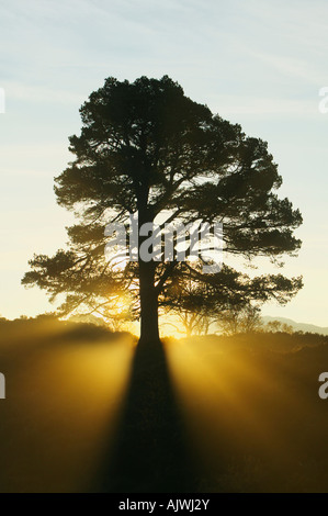 Le pin sylvestre tree silhouette sur le soleil levant dans Glen Affric, Inverness, Highland, Scotland, UK Banque D'Images