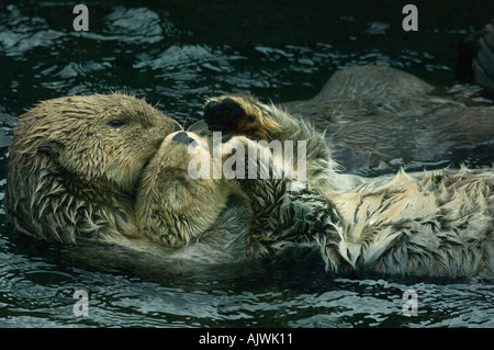 Loutre de mer (Enhydra lutris) adultes en captivité avec bébé Côte Pacifique USA Banque D'Images