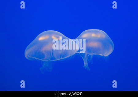 Gelée de Lune méduses Aurelia aurita Aquarium de Vancouver CANADA Exposition CAPTIVE Originaire de Pacific Banque D'Images