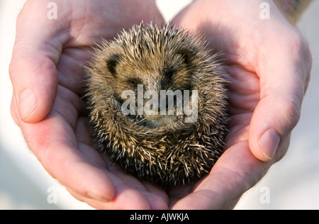 Erinaceus europaeus. Hérisson jeune endormi bercé dans les mains dans la lumière du soleil du matin Banque D'Images