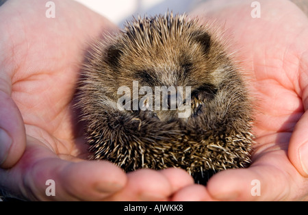 Erinaceus europaeus. Hérisson jeune endormi bercé dans les mains dans la lumière du soleil du matin Banque D'Images