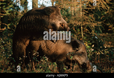 Le sanglier Banque D'Images