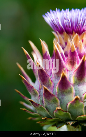 Cynara cardunculus. Fleur de l'artichaut Cardon / tête portrait Banque D'Images