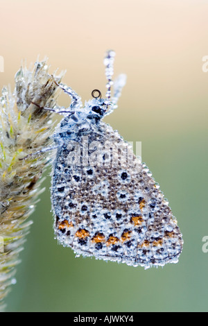 Polommatus Icare. Papillon bleu commun couverts au début de rosée du matin dans la campagne anglaise Banque D'Images