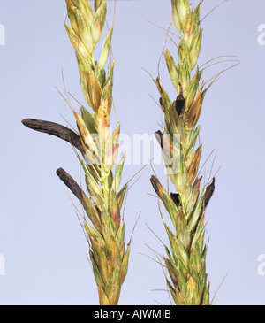 Remplacement de l'Ergot Claviceps purpurea graines dans Phleum sp seedhead Banque D'Images