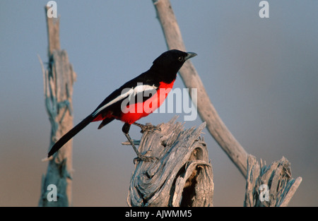 Crimson-breasted Shrike / Gonolek de Burchell Banque D'Images