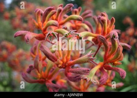 Patte de kangourou fleur dans un jardin, Gosford, NSW, Australie Banque D'Images