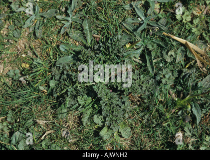 Les jeunes Senecio jacobaea Séneçon de rosette de plantes avec d'autres mauvaises herbes dans les anciens pâturages Banque D'Images